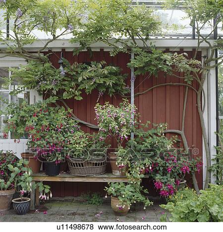 Stock Photo - Pink fuchsias in pots on low bench in front of wisteria growing on wall. Fotosearch