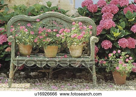 Pink geraniums in terracotta pots on wicker bench beside pink hydrangea View Large Photo Image Stock Photograph - Pink geraniums in terracotta pots on wicker bench beside pink hydrangea. Fotosearch