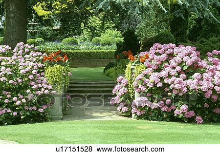 Pink hydrangeas and stone steps in large country garden in summer View Large Photo Image Stock Photo - Pink hydrangeas and stone steps in large country garden in summer. Fotosearch