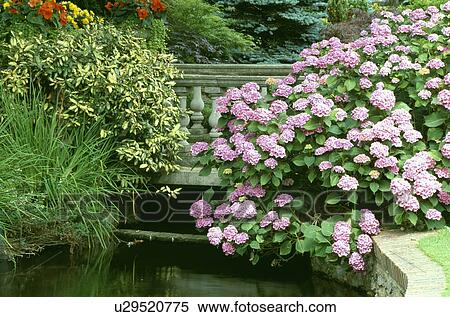 Pink hydrangeas beside stream in large country garden View Large Photo Image Stock Photography - Pink hydrangeas beside stream in large country garden. Fotosearch