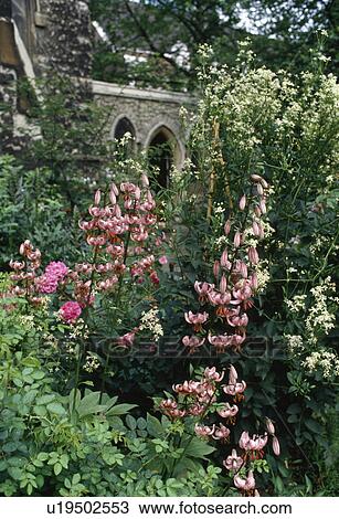 Pink Lilium "Martagon" in summer garden border View Large Photo Image Stock Image - Pink Lilium "Martagon" in summer garden border. Fotosearch