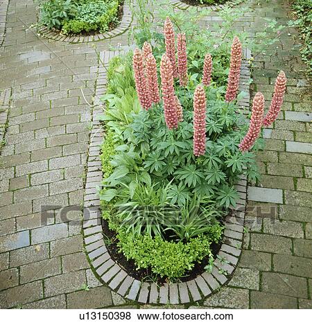 Pink lupins in oval bed in paving View Large Photo Image Stock Photo - Pink lupins in oval bed in paving. Fotosearch