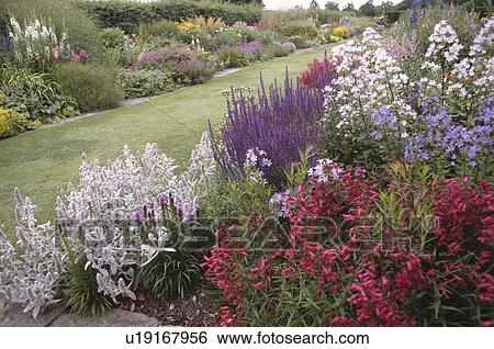 Pink penstemon with blue salvia and grey stachys lanata in herbaceous border in large country garden with grass path View Large Photo Image Stock Photograph - Pink penstemon with blue salvia and grey stachys lanata in herbaceous border in large country garden with grass path. Fotosearch