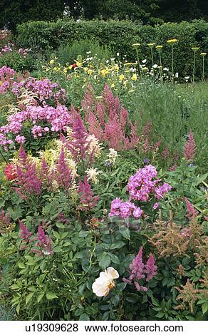 Stock Photo - Pink phlox and astilbe in flowering borders in country garden in summer. Fotosearch