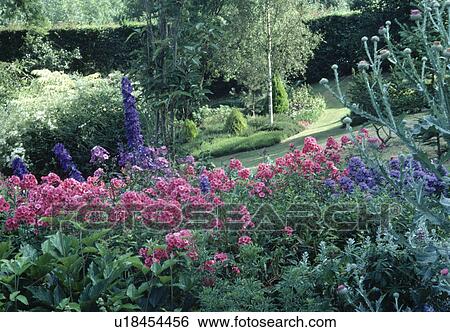 Stock Photograph - Pink phlox and blue delphiniums with cardoons in summer border in large country garden. Fotosearch