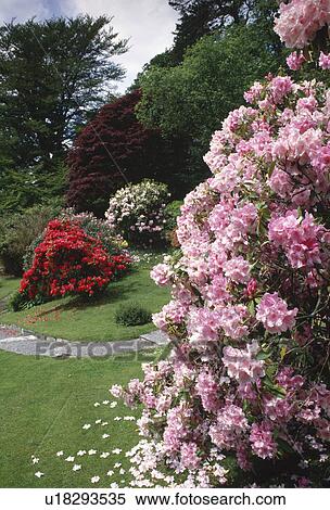 Pink rhododendrons in large country garden in Spring View Large Photo Image Stock Photography - Pink rhododendrons in large country garden in Spring. Fotosearch