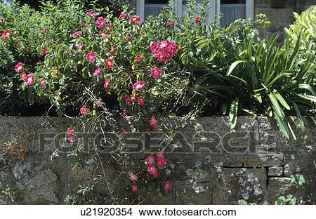 Picture - Pink rose "American Pillar" on stone wall. Fotosearch