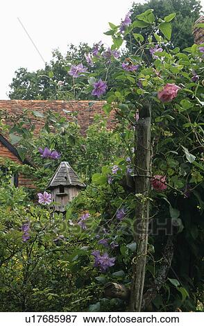 Pink rose on wooden fence in country garden in summer View Large Photo Image Stock Photo - Pink rose on wooden fence in country garden in summer. Fotosearch