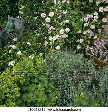 Stock Photo - Pink roses and alchemilla mollis in border in country garden in summer. Fotosearch