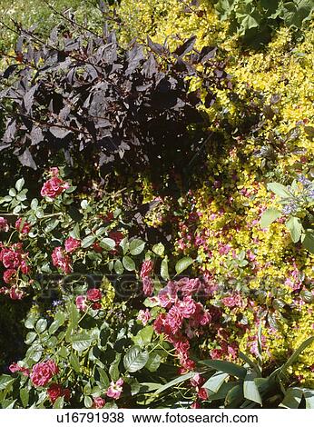 Pink roses and dark red prunus in garden border View Large Photo Image Stock Photo - Pink roses and dark red prunus in garden border. Fotosearch
