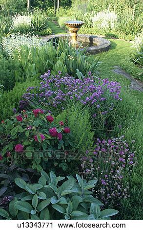 Pink roses and herbs in scented country garden in summer View Large Photo Image Stock Image - Pink roses and herbs in scented country garden in summer. Fotosearch