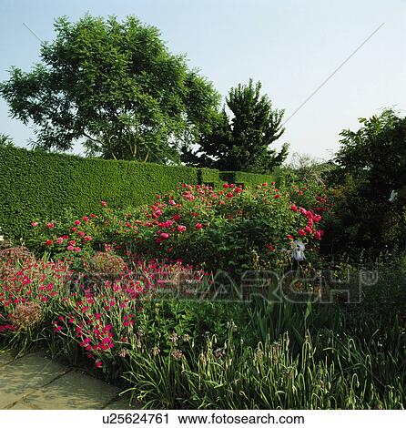 Pink roses and lychnis in country summer garden bordered by clipped hedge View Large Photo Image Stock Image - Pink roses and lychnis in country summer garden bordered by clipped hedge. Fotosearch