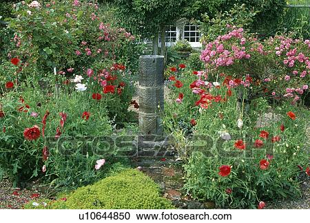 Stock Image - Pink roses and red poppies in flowering borders in paved summer garden with sundial. Fotosearch