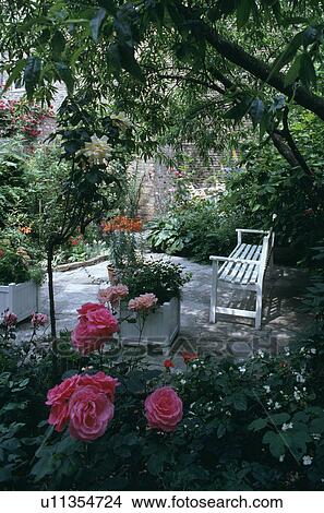 Picture - Pink roses and white bench on patio in small town garden in summer. Fotosearch