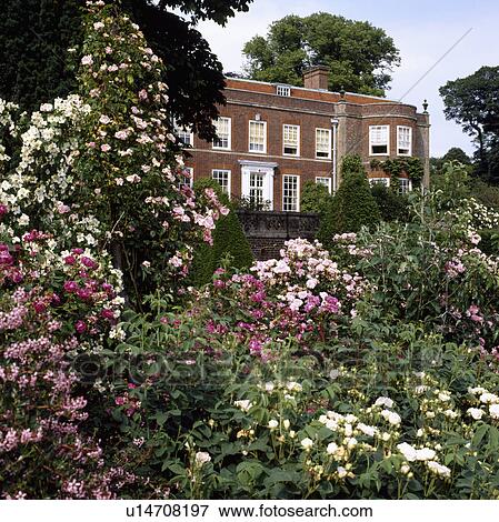 Stock Photo - Pink roses in large garden of country house in summer. Fotosearch