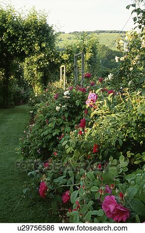 Pink roses in scented country garden in summer View Large Photo Image Stock Photograph - Pink roses in scented country garden in summer. Fotosearch