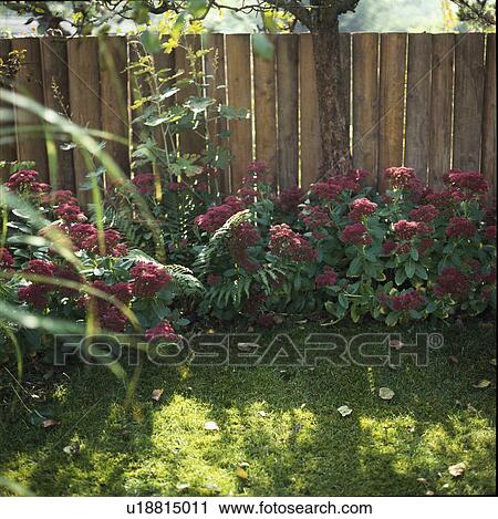 Stock Image - Pink sedum against wooden fence in country garden in summer. Fotosearch