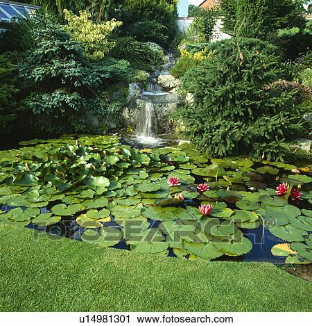 Stock Image -  Pink water lily plants covering a small pond at the base of a waterfall.. Fotosearch