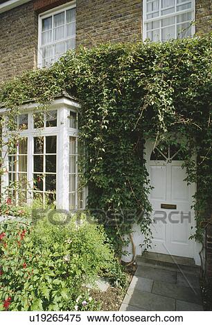 Stock Photography - Polygonum climbing over window and white front door of small townhouse. Fotosearch