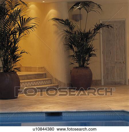 Potted palms in modern indoor swimming pool View Large Photo Image Stock Image - Potted palms in modern indoor swimming pool. Fotosearch