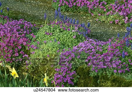Picture - Purple aubretia and muscari in rockery in Spring. Fotosearch