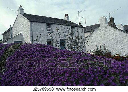 Purple aubretia on wall in front of white cottage View Large Photo Image Stock Photo - Purple aubretia on wall in front of white cottage. Fotosearch