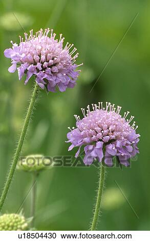 Stock Image - purple, scabiosa lucida, summer, perennial, pastel, plants. Fotosearch
