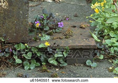 Purple violet beside stone step View Large Photo Image Stock Image - Purple violet beside stone step. Fotosearch