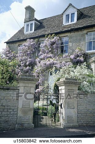 Stock Image - Purple wisteria climbing on stone country house with wrought iron gate in stone wall. Fotosearch