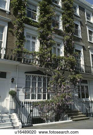 Purple wisteria on large Victorian terraced house in North London View Large Photo Image Stock Image - Purple wisteria on large Victorian terraced house in North London. Fotosearch