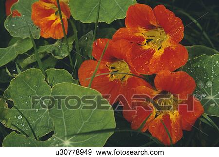 Raindrops on nasturtium flowers and leaves. View Large Photo Image Stock Photo - Raindrops on nasturtium flowers and leaves.. Fotosearch