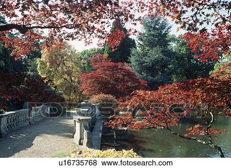 Stock Photo - Red acers in large country garden with bridge over lake. Fotosearch