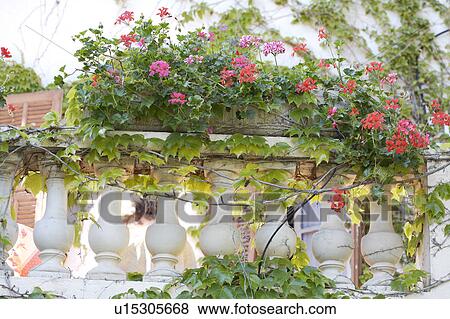 Stock Photo - Red and pink geraniums in window box on balcony with stone balustrade. Fotosearch