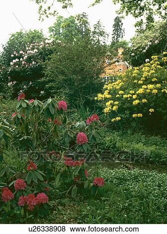 Red and yellow rhododendrons in Spring country garden View Large Photo Image Stock Photo - Red and yellow rhododendrons in Spring country garden. Fotosearch