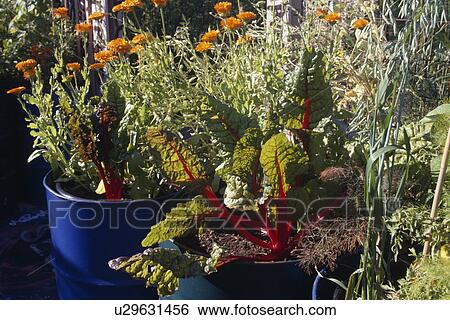 Red chard and orange marigolds in blue pots View Large Photo Image Stock Photograph - Red chard and orange marigolds in blue pots. Fotosearch