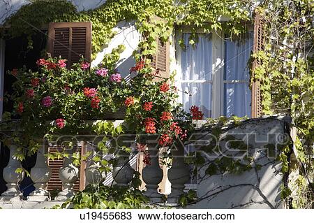 Stock Image - Red geraniums in windowbox on stone balustrade on house with parthenocissus on walls. Fotosearch