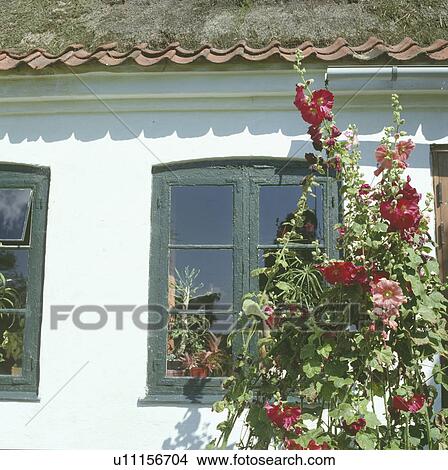 Picture - Red hollyhock against white country cottage. Fotosearch