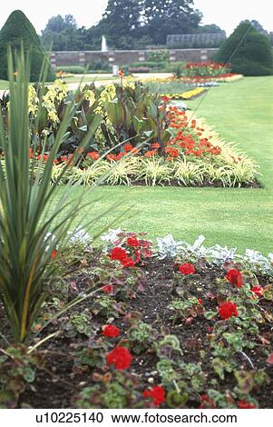 Stock Image - Red pelargoniums in formal beds in large country garden. Fotosearch