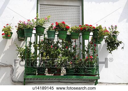 Red pelargoniums on wrought iron balcony of Spanish house View Large Photo Image Stock Photography - Red pelargoniums on wrought iron balcony of Spanish house. Fotosearch
