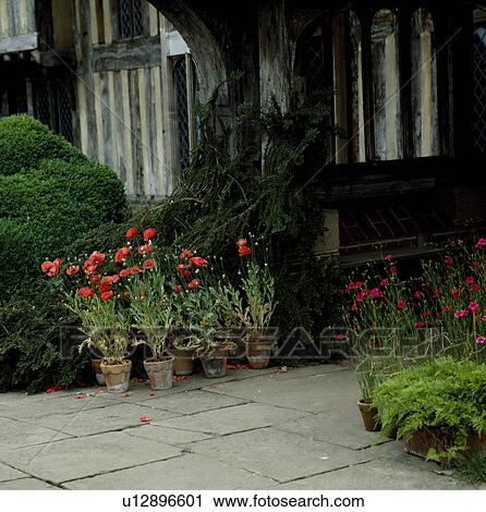 Stock Image - Red poppies in terracotta pots outside timbered country house. Fotosearch
