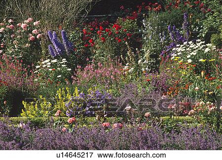 Stock Photo - Red roses and blue delphiniums with white shasta daisies in summer garden bordered by nepeta. Fotosearch