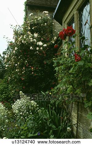 Red roses on cottage window View Large Photo Image Stock Image - Red roses on cottage window. Fotosearch