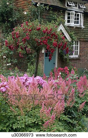 Red standard rose tree and pink astilbe in front garden of traditional country house in summer View Large Photo Image Stock Image - Red standard rose tree and pink astilbe in front garden of traditional country house in summer. Fotosearch