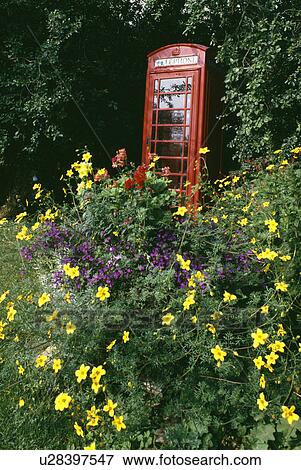 Stock Photo - Red telephone box in summer garden border with yellow bidens. Fotosearch