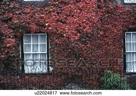 Red "Virginia creeper" above sash windows in traditional house View Large Photo Image Stock Photo - Red "Virginia creeper" above sash windows in traditional house. Fotosearch