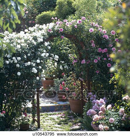 Stock Photography - Rose arch in country garden in summer. Fotosearch