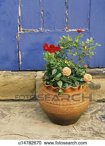 Roses in pot in country garden View Large Photo Image Stock Image - Roses in pot in country garden. Fotosearch