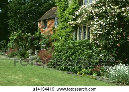 Roses on old country house with lawn View Large Photo Image Stock Photograph - Roses on old country house with lawn. Fotosearch