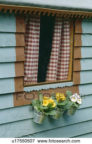 Row of metal pots with primoses on garden shed with red and white checked curtains at window View Large Photo Image Stock Photo - Row of metal pots with primoses on garden shed with red and white checked curtains at window . Fotosearch