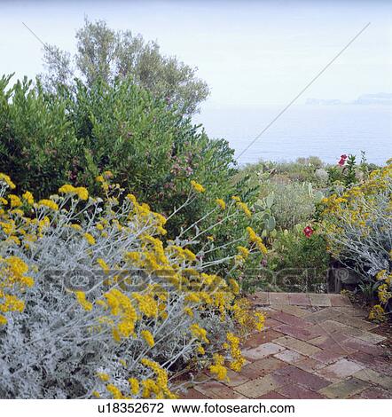 Santolina beside brick path in coastal garden View Large Photo Image Stock Image - Santolina beside brick path in coastal garden. Fotosearch